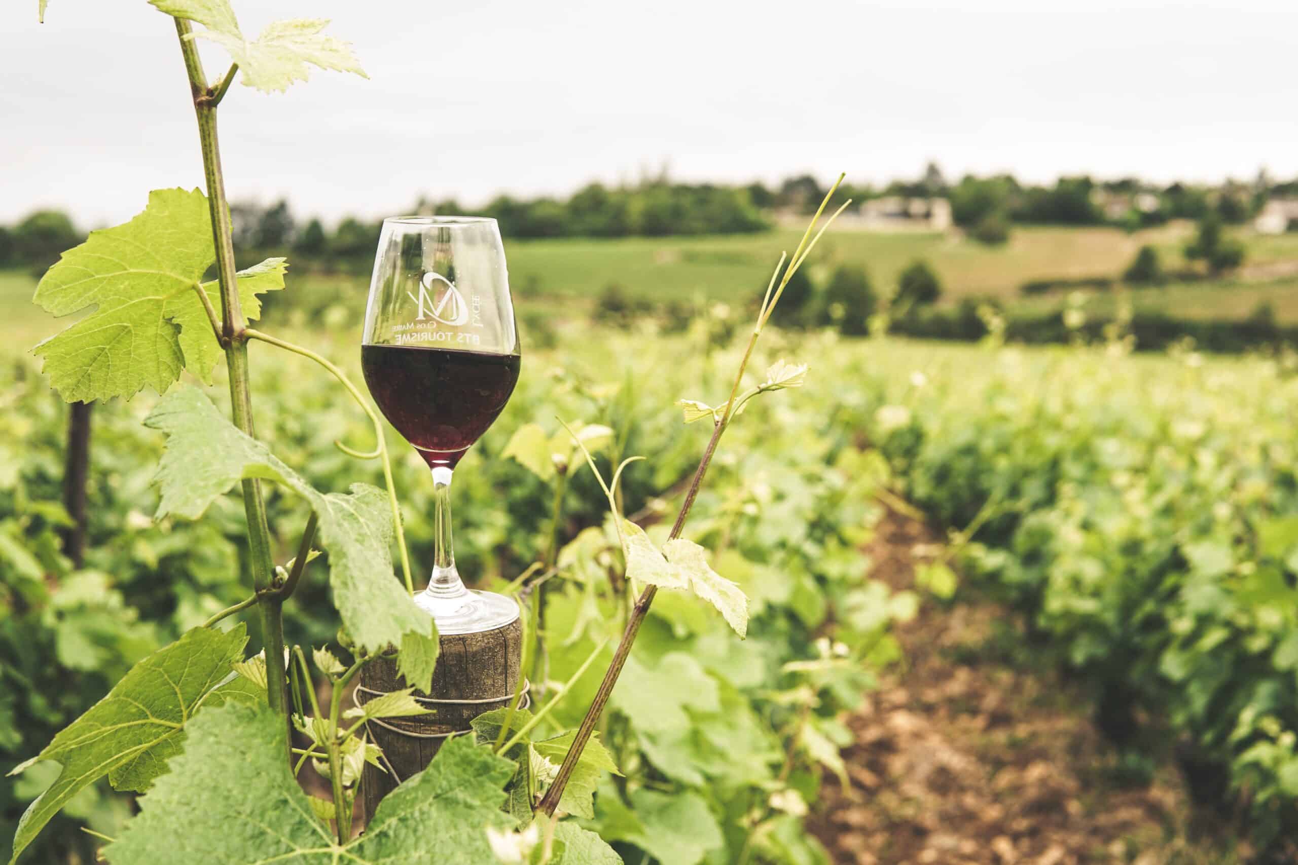 vaso de vino en viñedo